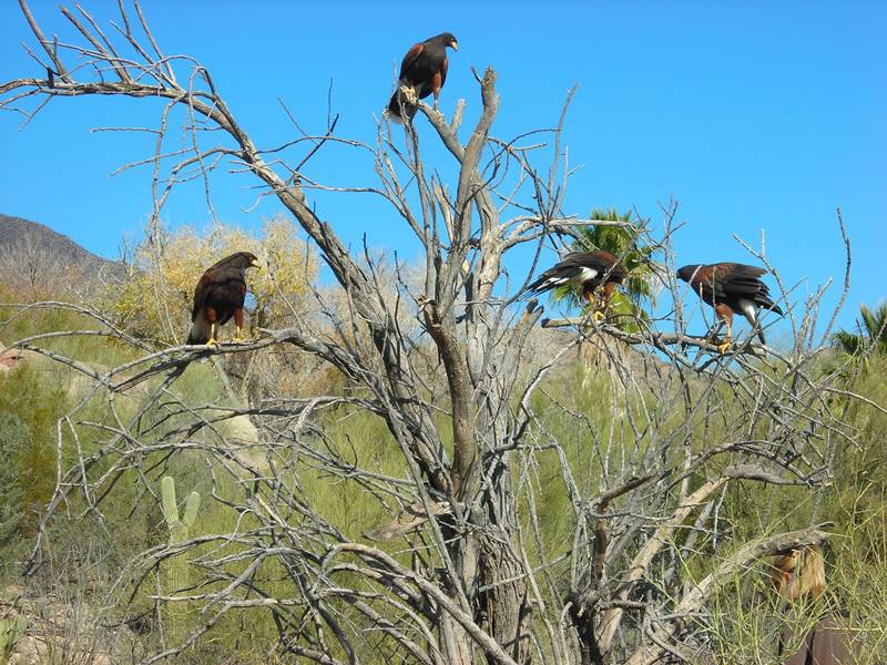 Egr. sig.ra Graziano,